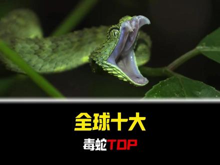 盘点全球十大毒蛇,你见过几种?#科普 #科普一下 #动物 #毒蛇