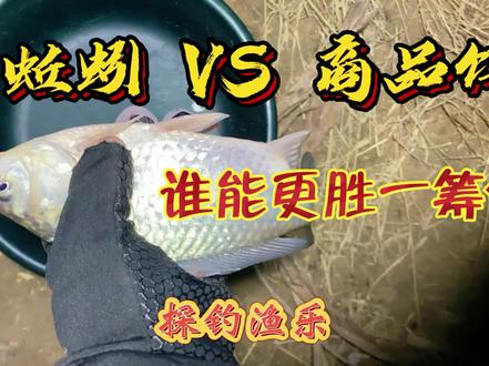 冬天野钓鲫鱼,蚯蚓好用还是饵料好用?大家怎么认为呢 #户外钓鱼 #大板鲫来了 #野钓 #钓鱼人