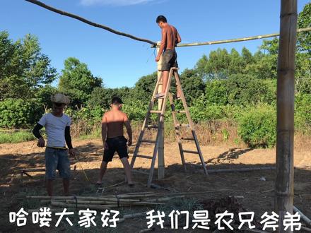 两小伙在地里搭建竹棚 给自家菜地增添了一份色彩