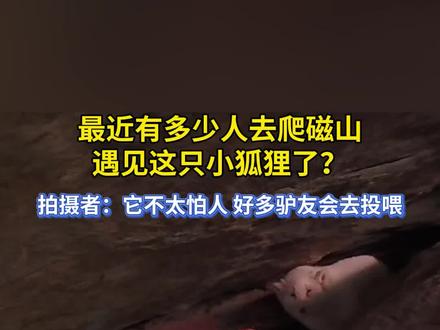 11月19日(采访时间)山东烟台。最近有多少人去爬磁山遇见这只小狐狸了?拍摄者:它不太怕人 好多驴友会去投喂