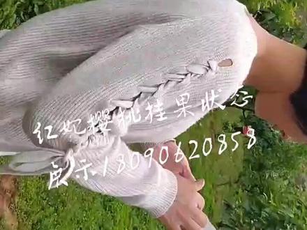 红妃樱桃挂果状态展示,,红妃樱桃属于早熟性品种,成熟期期在4月10号.左右,成熟后挂果期为7.到15.天左右,糖度在12.到14之间,颜色深红反黑,是理想的 采摘园优选品种之一!有需要的朋友欢迎来电咨询18090620858