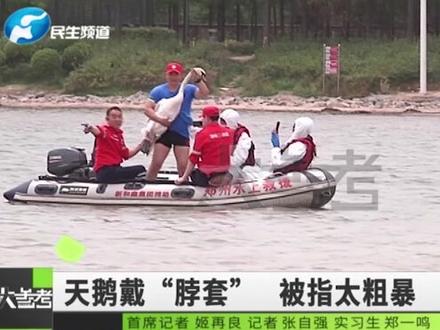 河南郑州:天鹅被戴“脖套”引争议,目前已取下,你怎么看?