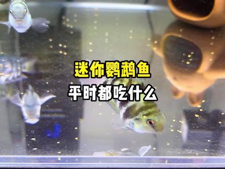 迷你鹦鹉鱼真的太能吃了,你们都一天喂几次呢?#迷你鹦鹉鱼 #养鱼日记 #观赏鱼