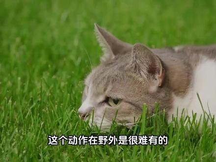 为啥猫咪一见到你就伸懒腰? #猫咪的迷惑行为 #猫咪日常 #萌宠 #猫咪