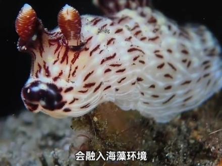 超可爱的海兔宝宝#动物科普 #海兔 #神奇的动物在抖音 #海洋生物 #可爱