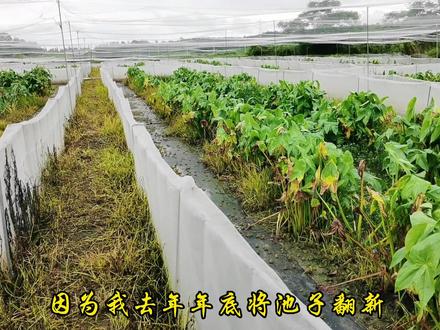 户外养殖种植灭鼠小技巧#农村创业养殖 #青蛙养殖 #新农人计划 #灭鼠方法