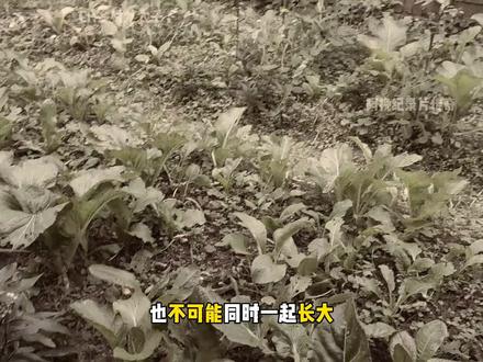 属于中国人的阅读理解:通过种地期间发生的种种小事件 进而悟出人生大道理!阿挽纪录片《种地悟道》 持续为你播出#种地悟道#情感共鸣#乡村生活