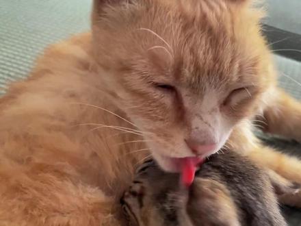护崽崽的猫妈妈。#记录猫咪日常 #橘猫橘猫 #萌宠出道计划