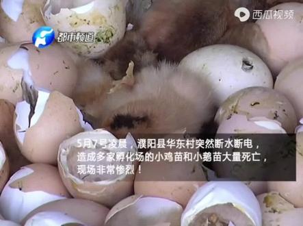 突断电,孵化场数万鸡苗死亡,断电手机报警必不可少#肉鸡养殖 #温湿度断电报警器