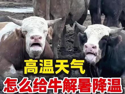 高温天气怎么给牛羊解暑降温 #牛中暑 #夏季养牛必备 #清爽宜夏牛羊解暑降温 #牛喝水解暑神器 #牛热应激