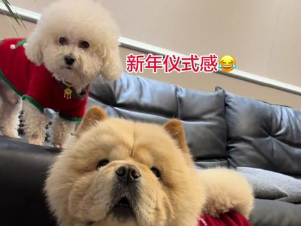 新年摸狗头,万事不用愁。新年摸狗嘴,驱邪又避鬼。新年摸后背,大富又大贵。新年摸狗尾,顺风又顺水。我替大家摸过了啊,新的一年一切顺愿!#过年#萌宠日常记录 #装修#欧琳美居整装 #仪式感不能少