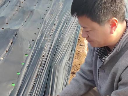 营养包作为主要的营养源,菌丝吃料的好坏和它有很大关系 #羊肚菌#羊肚菌种植 #羊肚菌管理 #创作者中心 #创作灵感