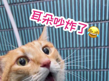 话痨南瓜瓜洗澡,全程炸耳,亮点在最后🤣 #家有大橘 #猫咪洗澡 #吸引猫咪的声音