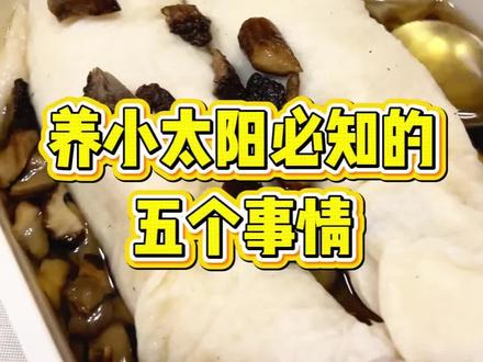 养小太阳鹦鹉必须知道的五件事#养鹦鹉必看 #新手小白养鹦鹉应该注意什么 #鹦鹉系列分享 #鹦鹉小白新手养宠 #小太阳鹦鹉