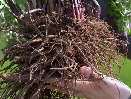 探寻良药,守正岐黄之藁本。