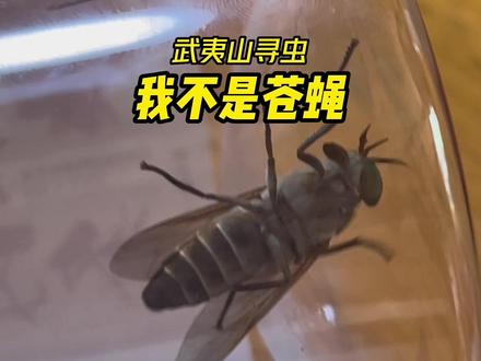 #好样说虫子 #昆虫记 #神奇动物在抖音 我不是苍蝇,叮到你得哇哇叫,记住,我叫牛虻!