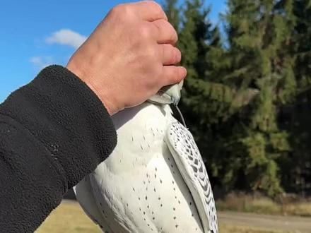 现存最大隼形目——帅气的矛隼/海东青#海东青#矛隼#驯鹰人#猛禽