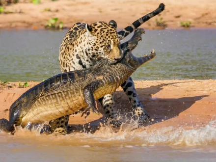亚马逊雨林中最恐怖的10种生物#神奇动物在抖音 #动物世界 #亚马逊雨林
