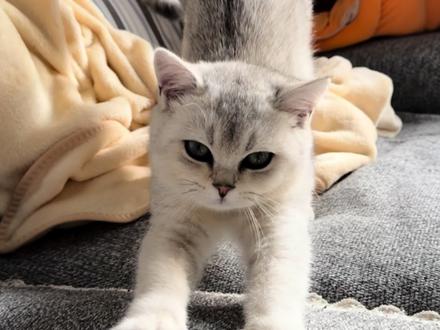 小猫咪甩着尾巴,一路小跑扑进我的怀里,好治愈~😎😎😎#养宠人的治愈谁懂啊 #你的猫孩子也是这样玩吗 #萌宠日常记录随手拍 #猫咪起床服务