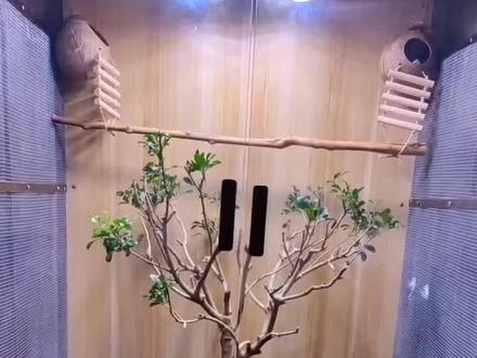 #手养鸟 #珍珠鸟#生态鸟笼搭建 中