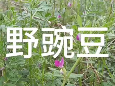 野豌豆怎么吃? 简介
野豌豆(Vicia sepium),豆科野豌豆属多年生草本植物。其嫩茎叶可作蔬菜,属于“药食同源”的本草。它也是优良的牧草与绿肥植物,具有固氮改良土壤的生态功能。
Introduction
Bush Vetch (Vicia sepium) is a perennial legume. Its young shoots and leaves are edible as a vegetable, qualifying it as a "Food as Medicine" herb. It is also valued as a forage crop and a nitrogen-fixing green manure.#药食同源#野豌豆 #中草药 #中药材 #植物科普 #植物