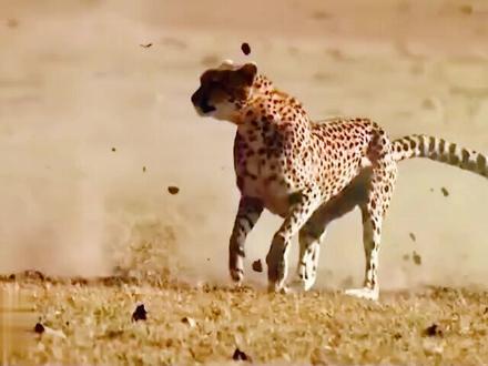 在动物世界里,命悬一线的小馬,在餓豹的狂追下,用放屁令自已得已脱身,真令人脑洞大开。#动物世界 #角马 #奇妙的动物 #搞笑 #万物皆有灵性 @DOU+小助手