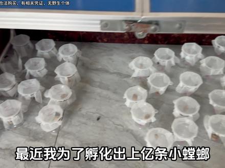 今天螳螂小森林里的卵鞘终于孵化,观察它们看看 #螳螂 #螳螂小森林