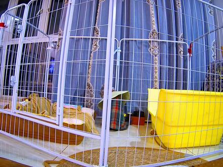 太让人心疼了,回来两天了,怎么都不乐意睡沙发床,晚上我才找到原因😭