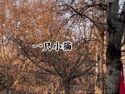 得爱者笑傲天下,无爱者四海为家。#vlog