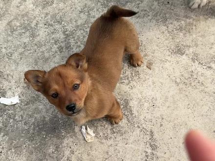 细致版!新手养狗,如何室外轻松叫回? 之前养狗养的少,养猫养了8年了,9只猫。养狗后发现,比猫好训多了#狗 #训狗