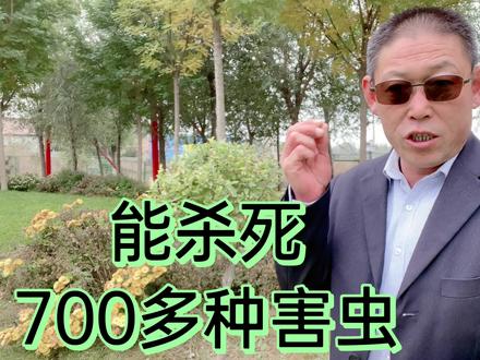 教农民朋友,能杀死700多种害虫的球孢白僵菌,如何使用效果好