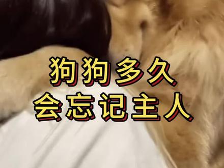 狗狗多久会忘记主人 #养狗知识分享 #养狗技术分享 #养狗省钱攻略 #养狗人 #狗狗