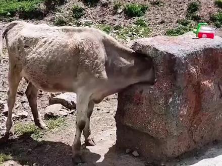 #上热门 牛牛的迷惑行为你知道吗#养牛人 #热点 #神奇动物在抖音