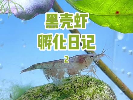 别人家的黑壳虾随便就爆缸,我的隔离才几天就踢卵,想看黑壳虾孵化也太难了#黑壳虾 #养鱼日记 #黑壳虾孵化
