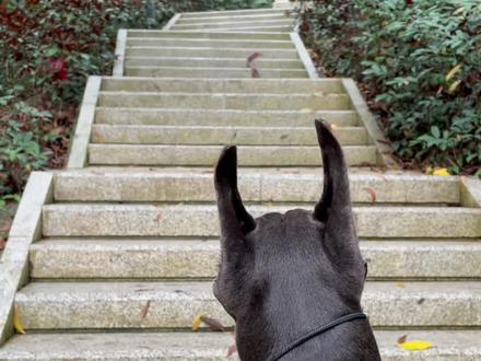 总有人说女生牵不住大狗,今天就一起遛狗吧~#杜宾 #狗 #狗狗 #宠物