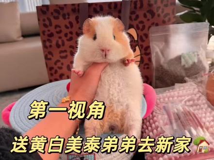 投降小猪🐷还穿了小裤兜呢! #荷兰猪 #豚鼠 #第一视角 #第一视角vlog#武汉宠物