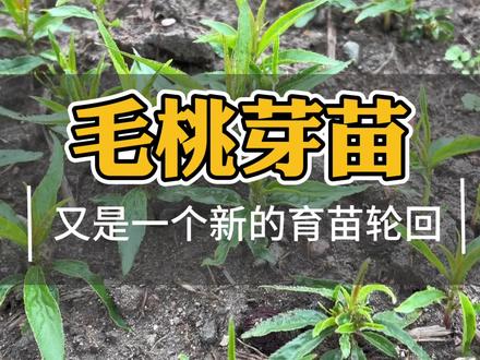 毛桃芽苗出芽,新的轮回又要开始了#育苗 #新农人计划 #桃树苗 #新品种果苗