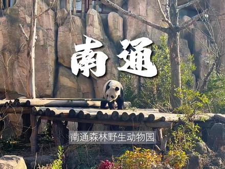 南通森林野生动物园|这个新年,一定要来南通
森林野生动物园看“天马浴河”#南通森林野生动物园 #来森迪赴一场天马之约 #旅游让生活更美
#南通森林野生动物园大马戏