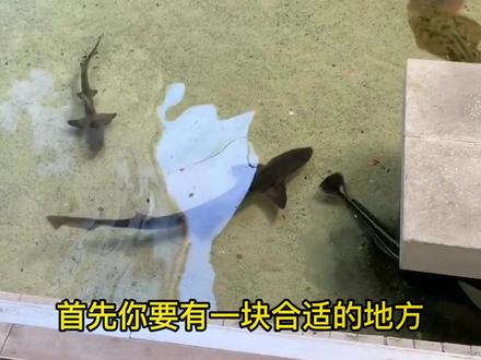 如何在家中饲养#鲨鱼 #海洋生物 #海缸 #宠物 #鱼缸 #神奇动物在抖音 @抖音小助手