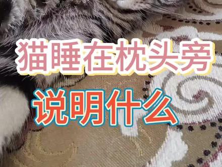 猫睡在枕头旁说明什么 #猫知识#养猫新手 #宠物科普 #养宠进阶指南 #萌宠出道计划 #猫咪日常 #猫睡觉