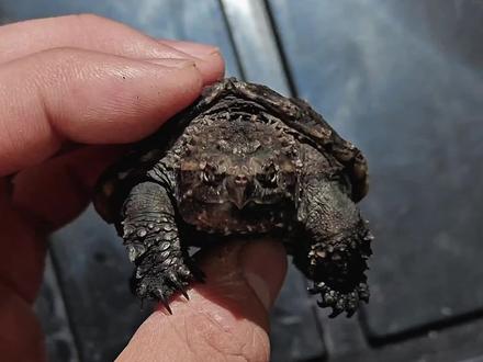 《虾仁 一万钱!》第五期 感谢投稿人:@赤铁之心 @多喝热水 @头晕是正常的 @Rain. #佛鳄龟 #顶级佛鳄 #鳄龟 #养龟日常 #虾仁,一万钱! @DOU+小助手 @DOU+上热门