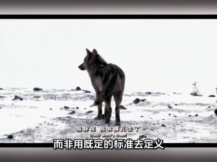 重返狼群最深的爱与痛