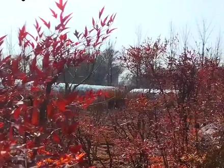 南天竹,这一在中国传统文化中占据重要地位的植物,不仅以其独特的形态和四季常青的绿意赢得了人们的喜爱,更因其丰富的寓意和象征意义而深受人们的青睐。从吉祥如意到健康长寿,从高洁坚韧到幸福美满,南天竹以其独特的魅力,承载着中华民族深厚的文化底蕴和积极向上的生活态度。南天竹的果实呈红色,鲜艳夺目,象征着红火的生活和幸福美满的家庭。当它的果实成熟时,满树挂有鲜艳的红果,仿佛预示着家庭的和睦与子孙的繁荣。这种象征意义,使得南天竹成为了家庭幸福的象征。在家庭中摆放南天竹,不仅能美化环境,还能寓意着家庭的和睦与幸福。特别是在结婚等喜庆场合,南天竹更是成为了表达爱情和祝福的理想之选。同时,南天竹还具有一定的药用价值。在传统医学中,南天竹的根、茎、叶等部位均可入药,具有清热解毒、止血等功效。#手机原创实景拍摄 #春天一定不能错过的美景 #万物复苏的季节