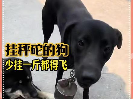 比起狗子,还是主人比较值得同情#万万没想到 #萌宠出道计划 #狗狗 #宠物