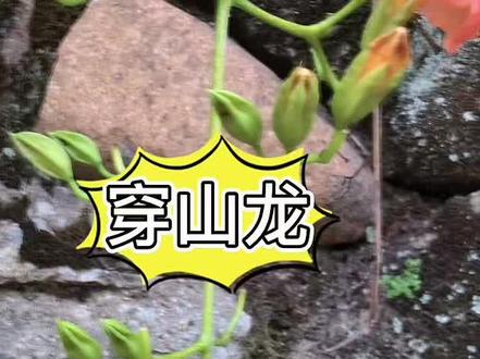 藤花之可敬者,莫若凌霄#福安 #凌霄花 #新农人计划2021 #感谢抖音