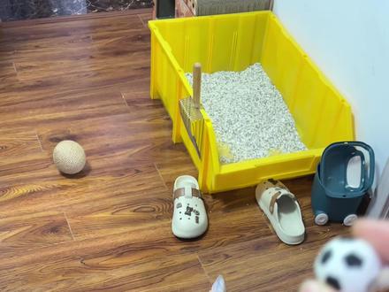 当我和我的猫发现彼此的运行代码,事情变得有趣起来#猫咪日常 #狸花猫 #萌宠出道计划 #我和我的猫 #猫咪