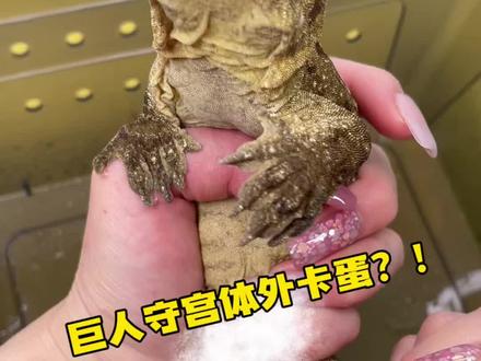 巨人守宫体外卡蛋?! 又get新技能😂#爬宠 #巨人守宫 #养爬姑娘 #巨人守宫繁殖 #神奇动物