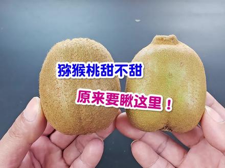 猕猴桃甜不甜,瞅一眼这里就明白!一挑一个准,果农方法太实用了