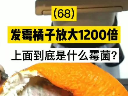 发霉的橘子放大1200倍,上面到底是什么霉菌?#显微镜 #微观世界 #科普 #橘子#霉菌#涨知识