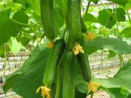 你爱吃的蔬菜有哪些是舶来品?中国土生土长的蔬菜有哪些?#你喜欢吃什么蔬菜呢 #涨知识